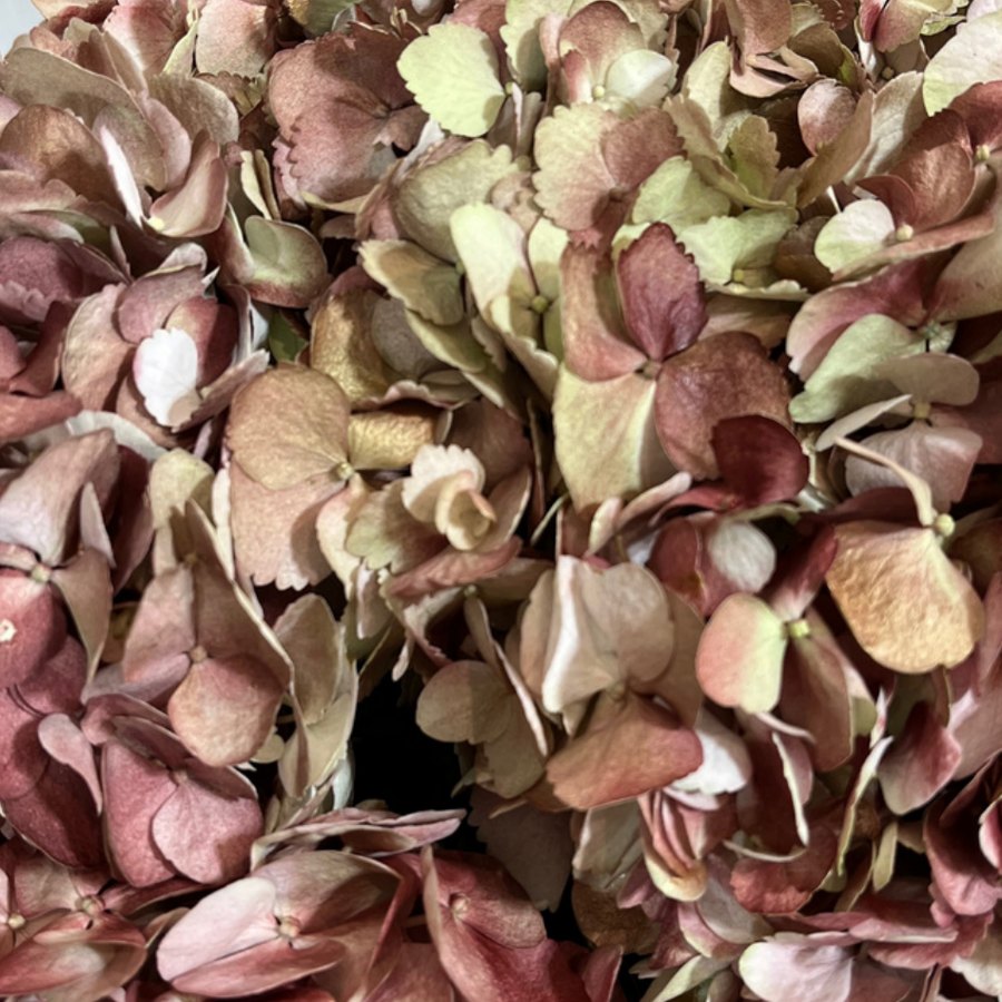 Antique Hydrangea
