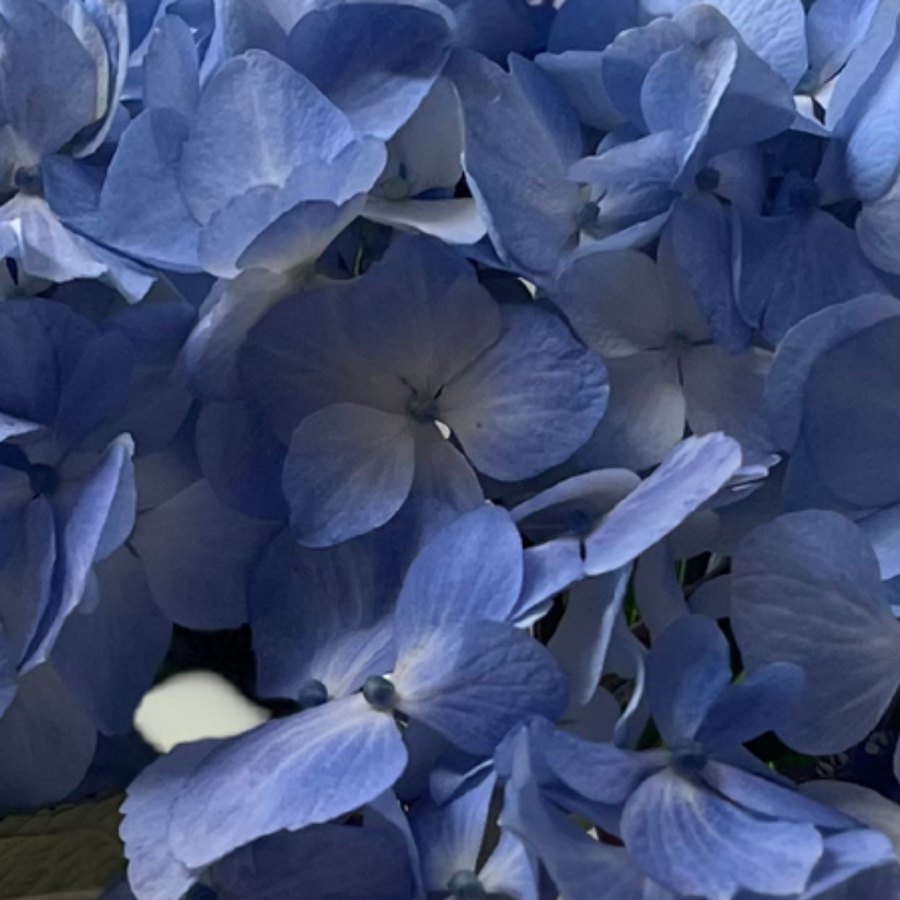 Blue Hydrangea