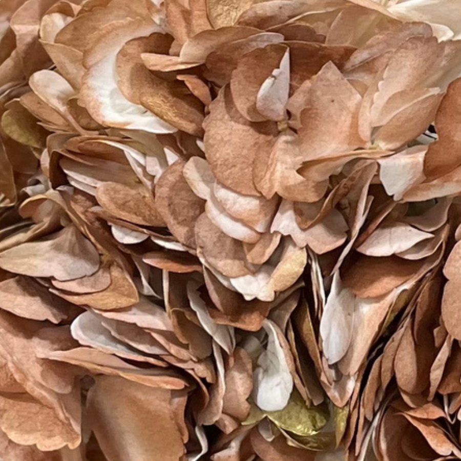 Capuchino Hydrangea