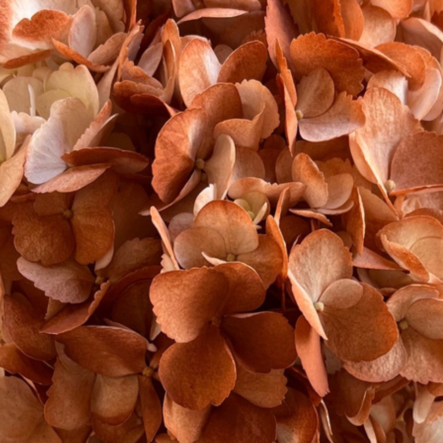 Caramel Hydrangea