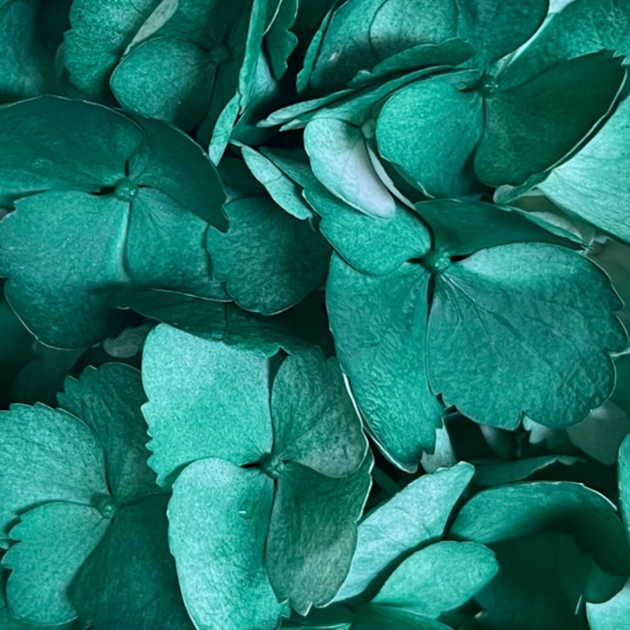 Dark Green Hydrangea