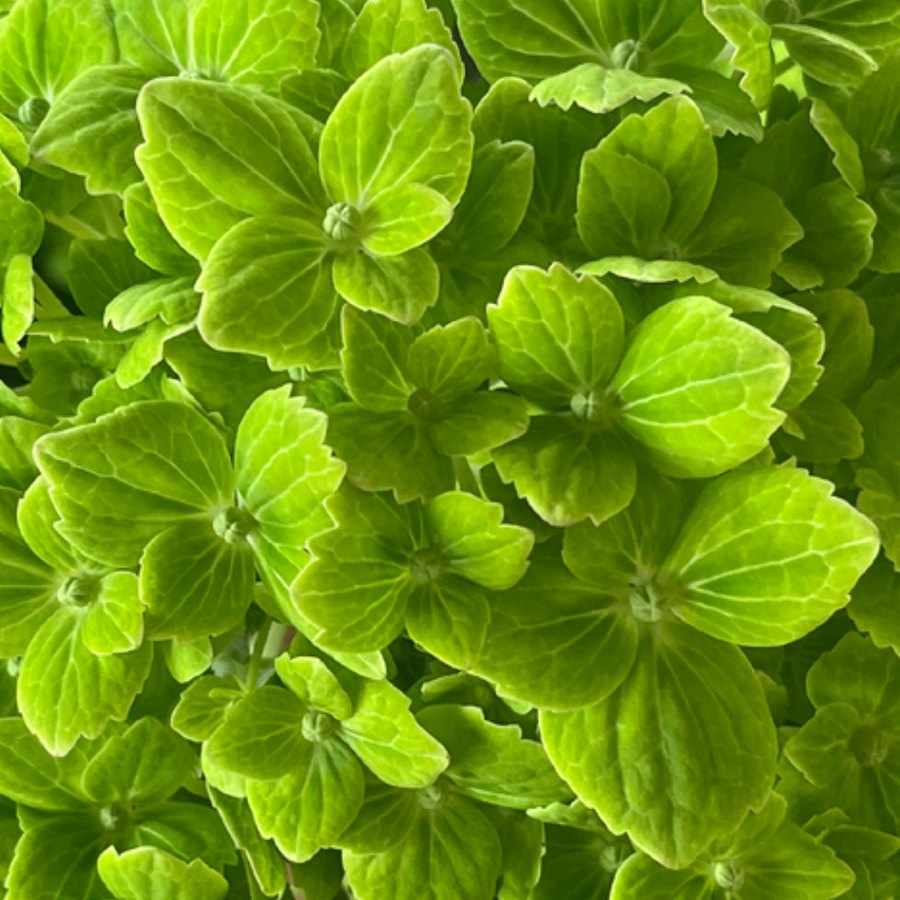 Emerald Green Hydrangea