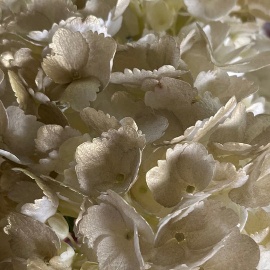 Golden Hydrangea