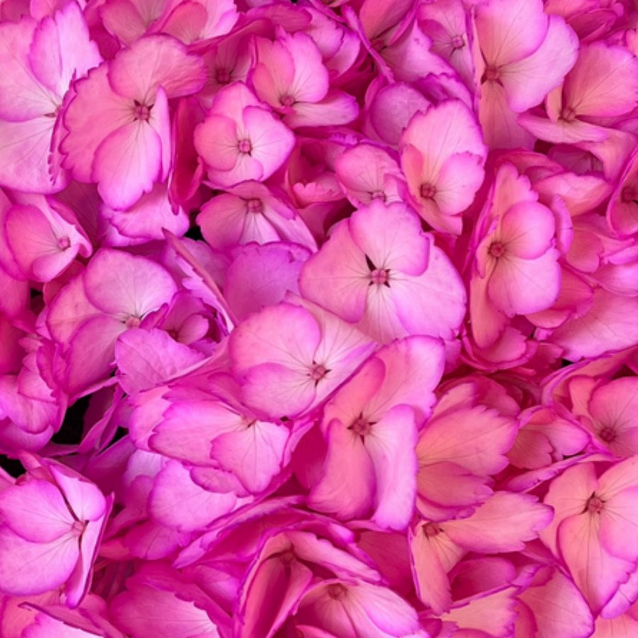 Hot Pink Hydrangea