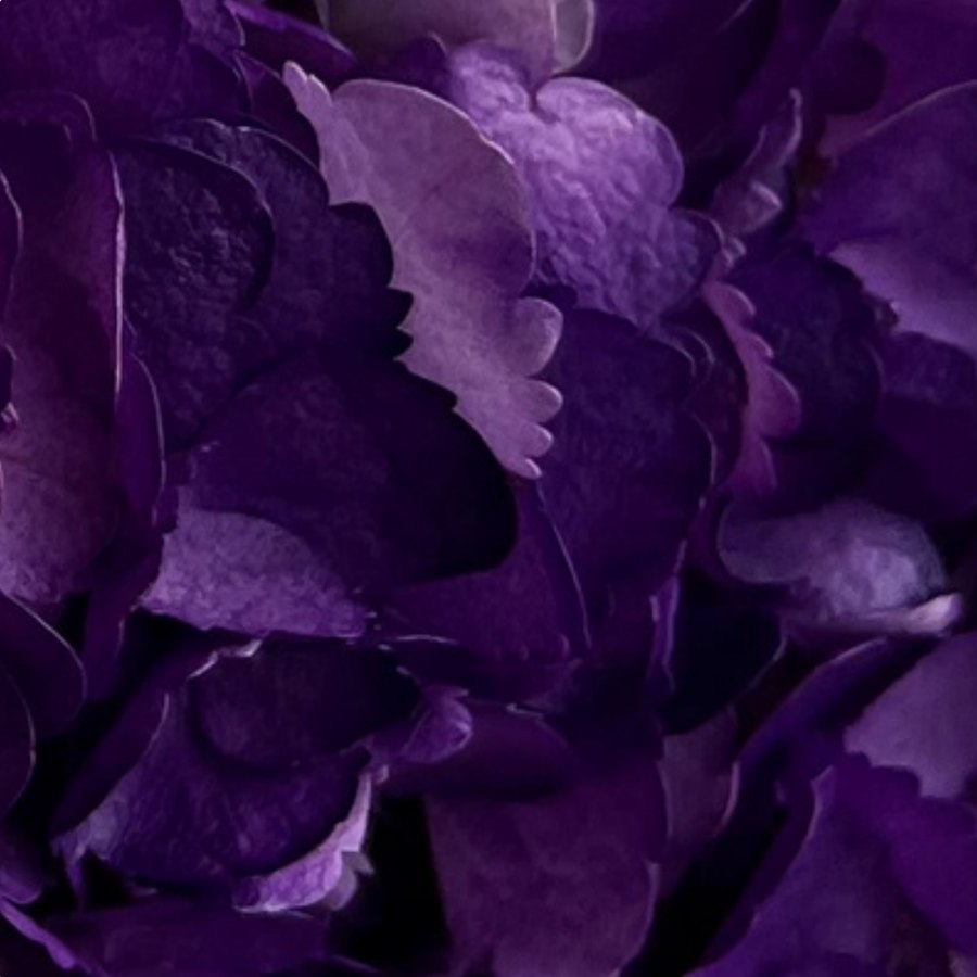 Hot Purple Hydrangea