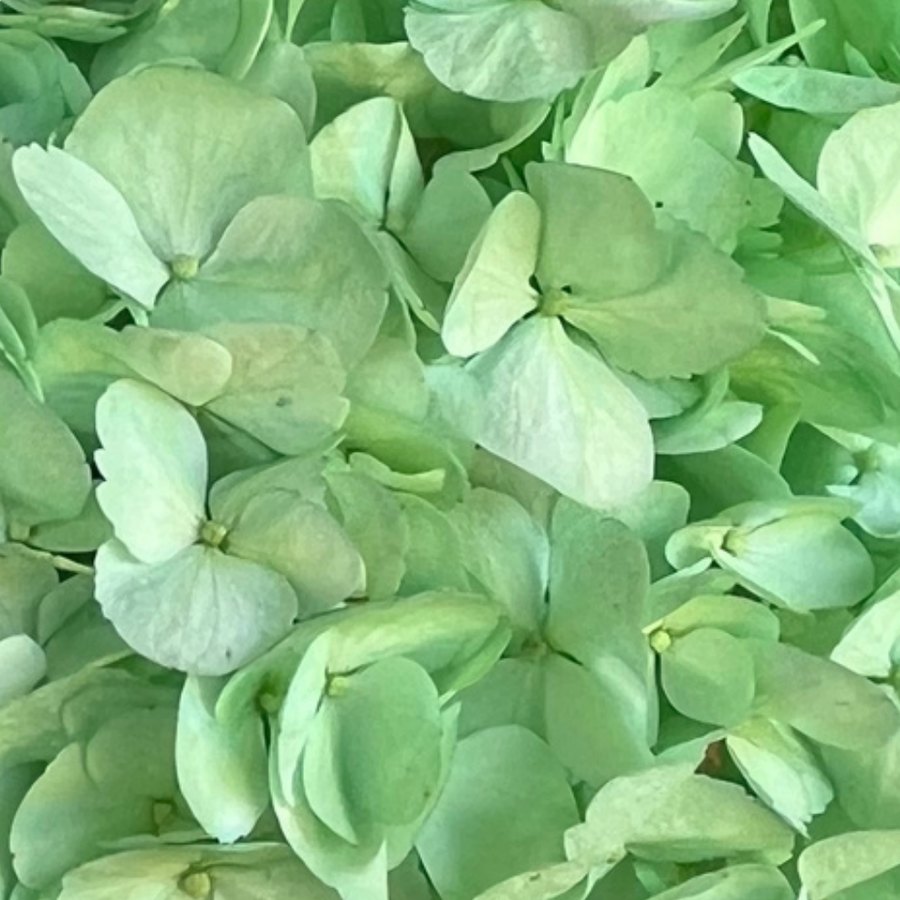 Light Green Hydrangea