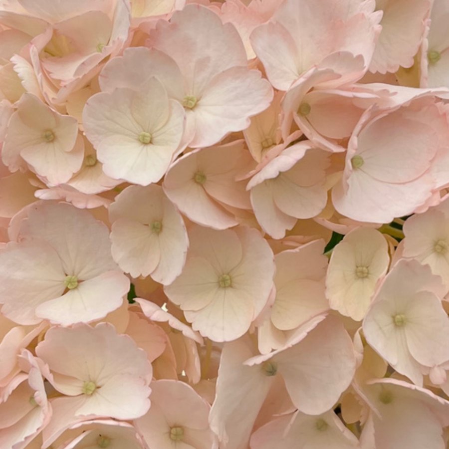 Light Peach Hydrangea