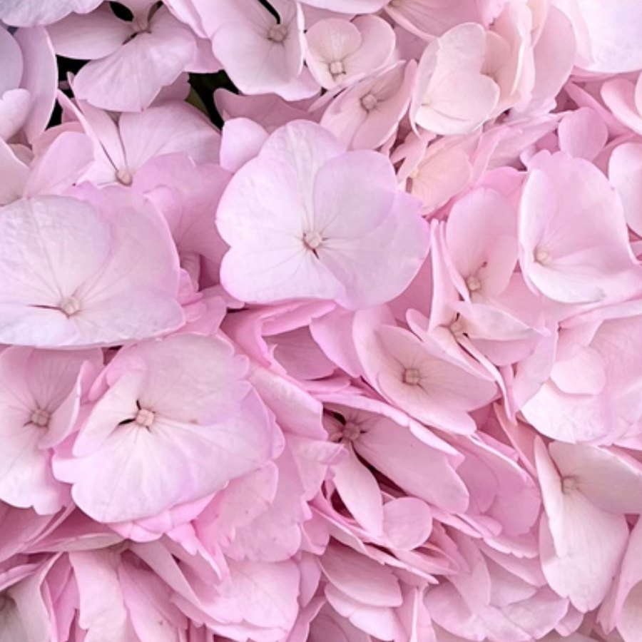 Light Pink Hydrangea