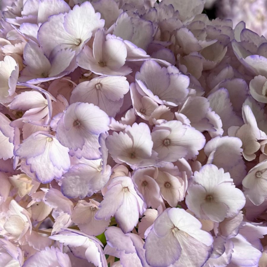 Light Purple Hydrangea