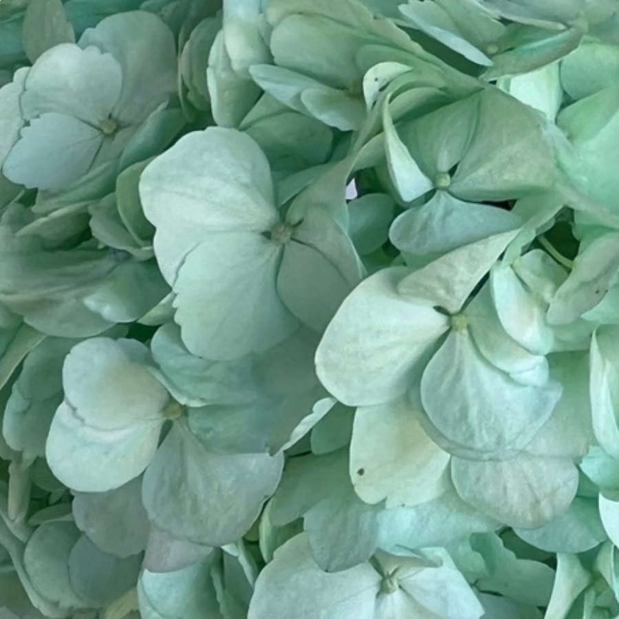 Mint Hydrangea