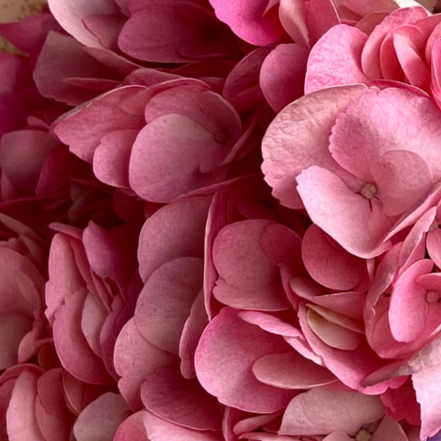 Nude Pink Hydrangea