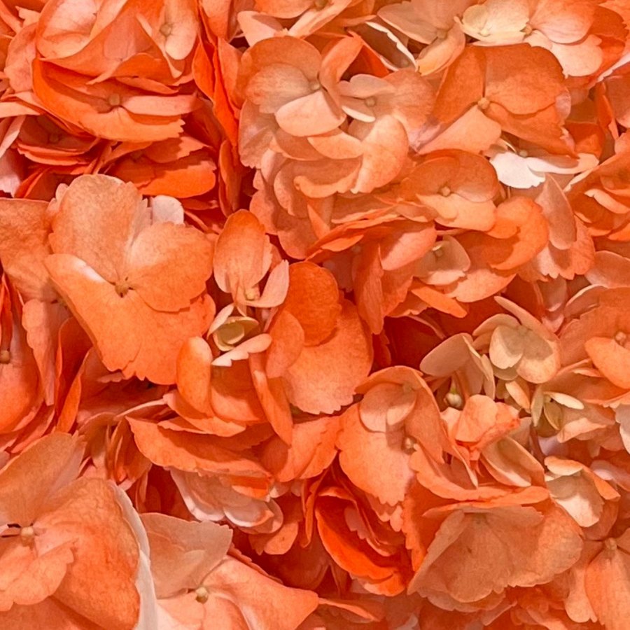 Orange Hydrangea
