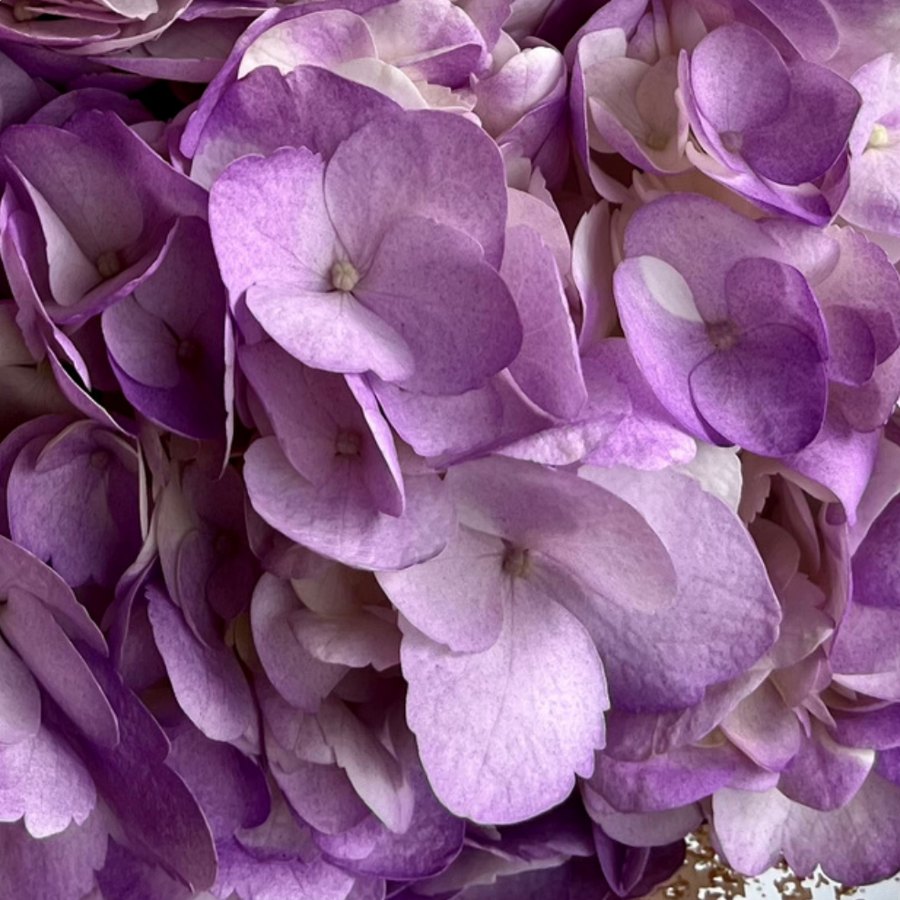 Purple Hydrangea