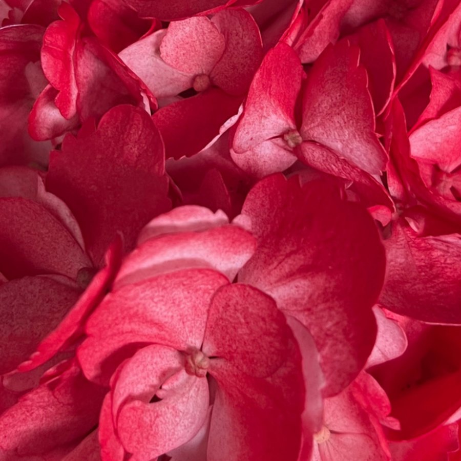 Red Hydrangea