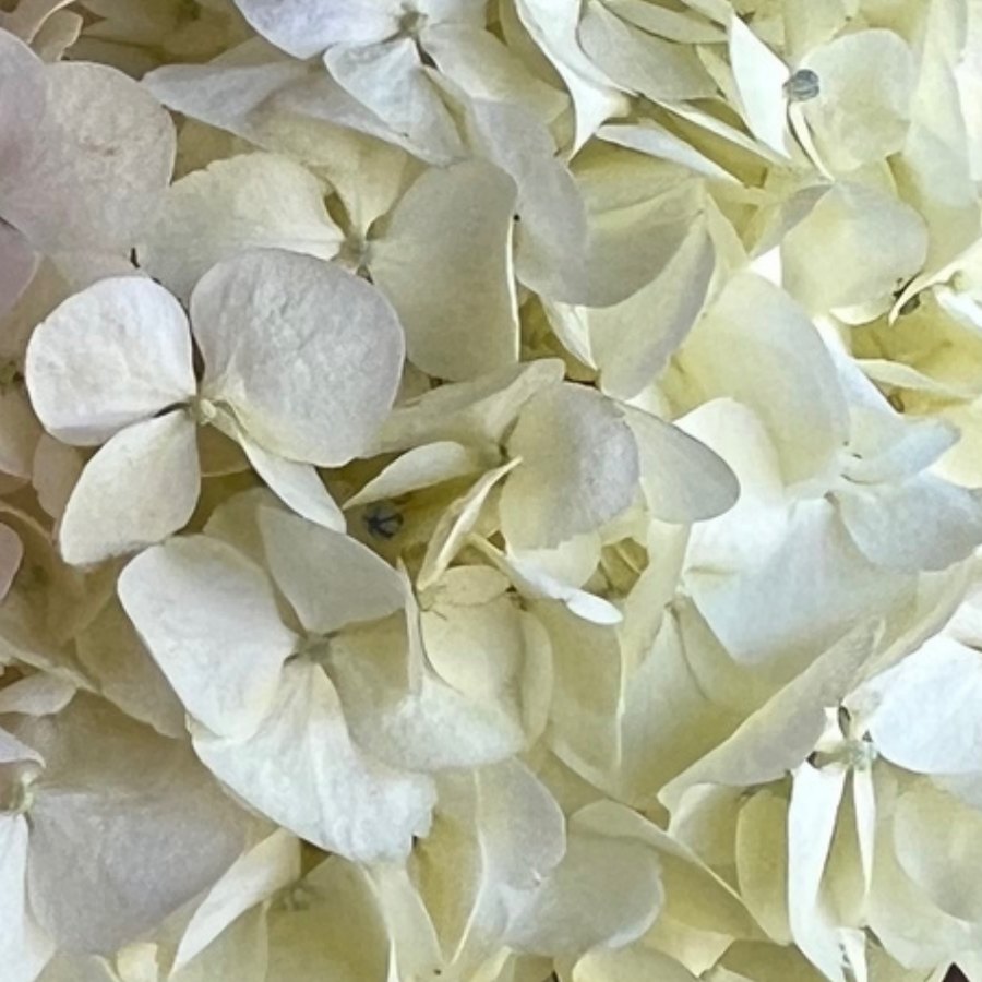 Sand Hydrangea