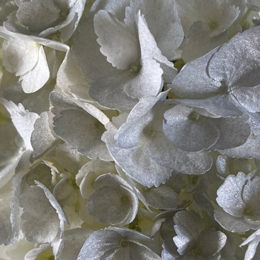 Silver Hydrangea