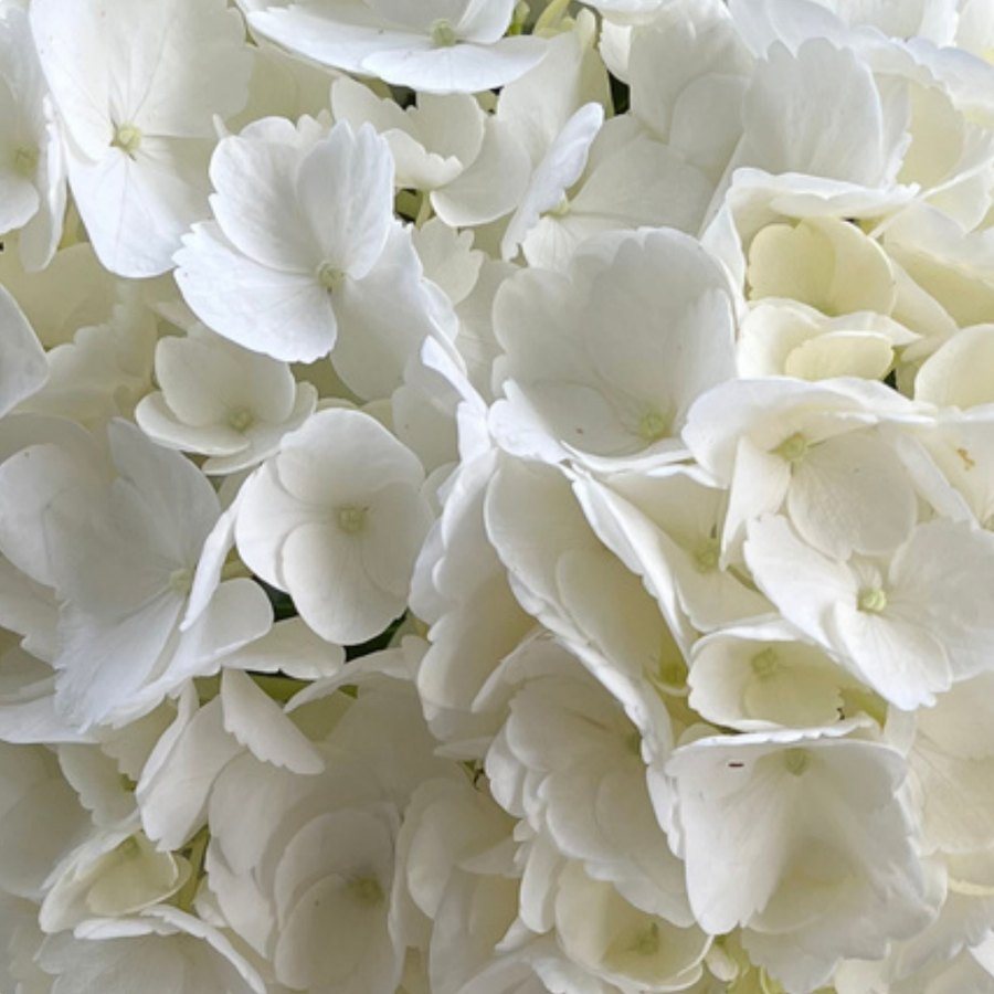 White Hydrangea