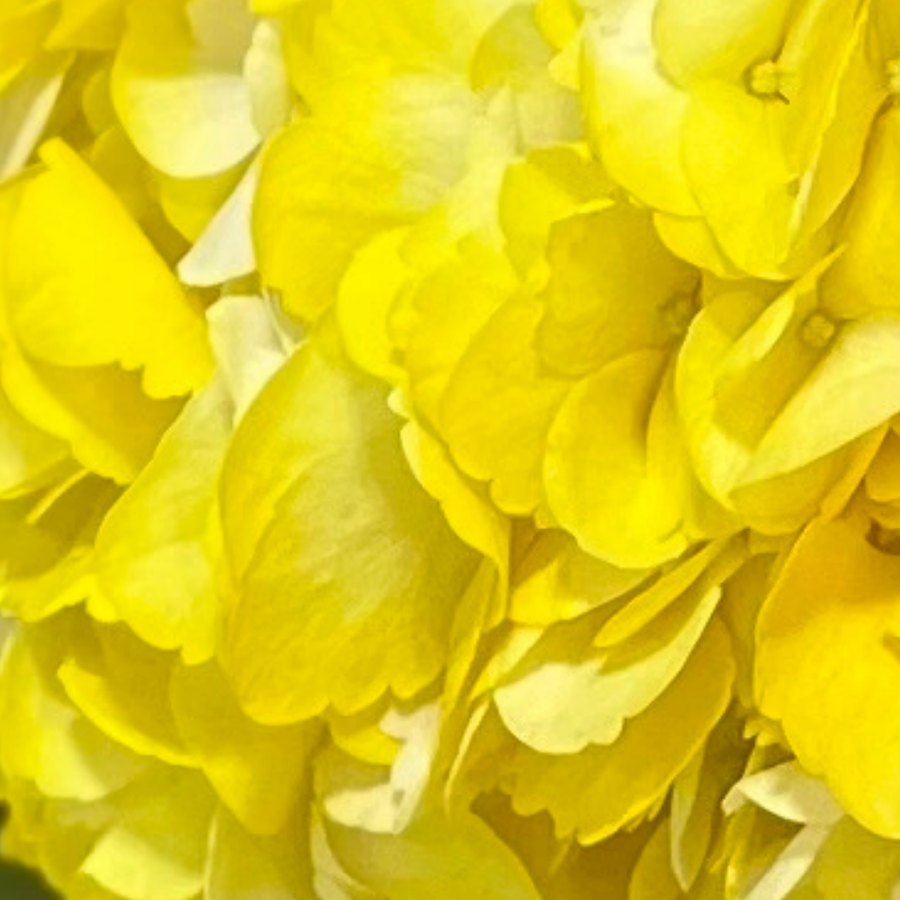 Yellow Hydrangea